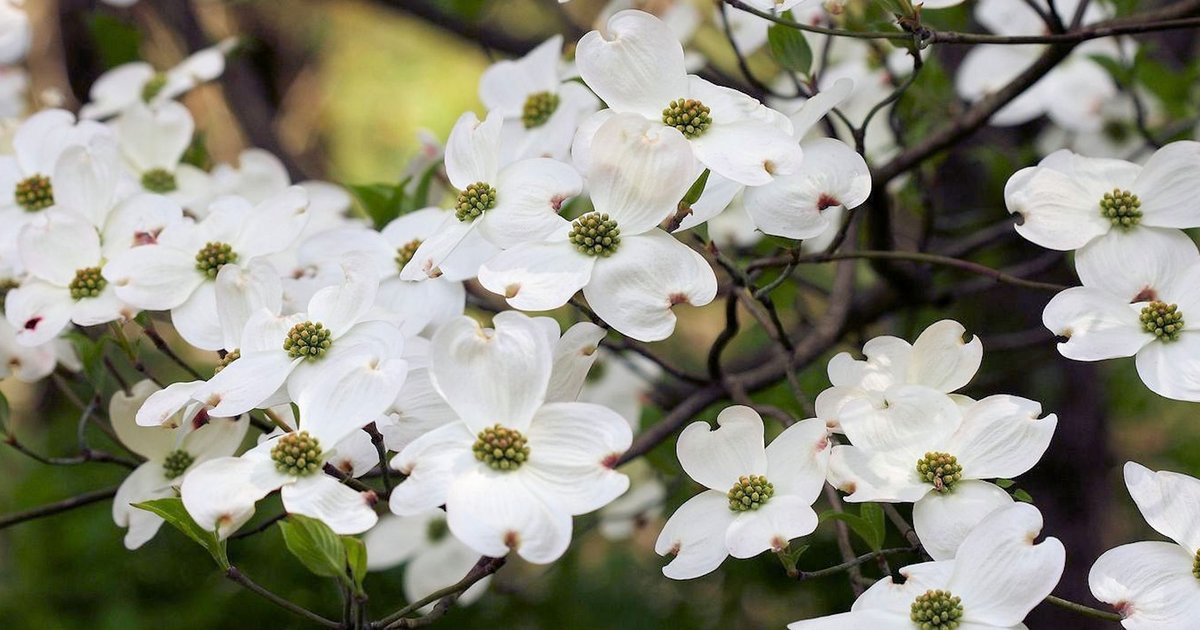 Ella Osborn Reece Obituary 2024 Sossoman Funeral Home