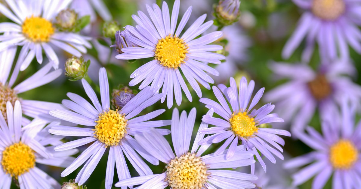 Betty Jane Lowman Send Flowers Sossoman Funeral Home