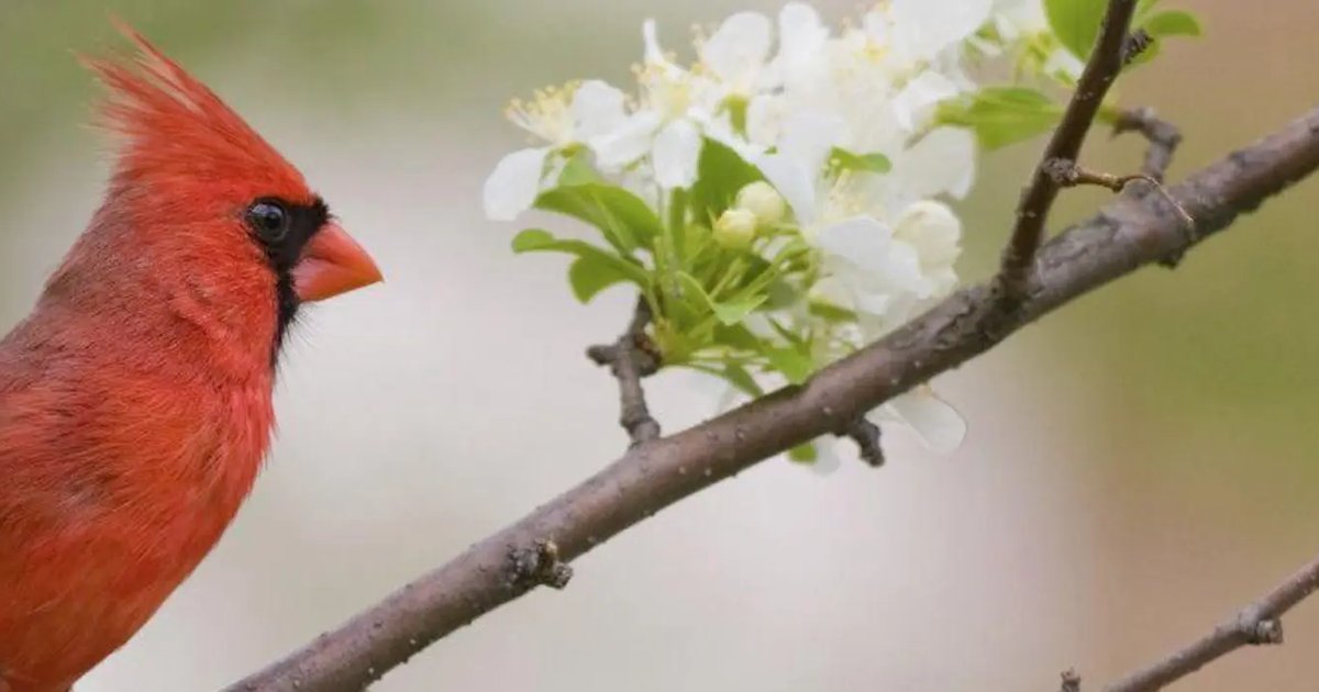 Judy Arlene Berry Obituary 2025 Sossoman Funeral Home