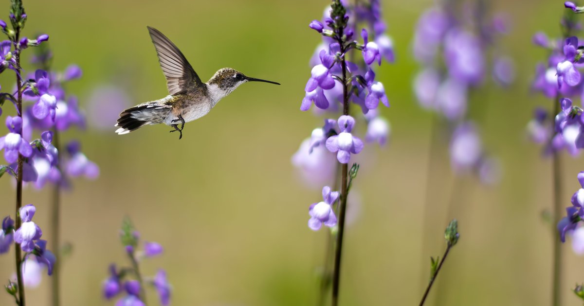 Mary Elizabeth “Beth” LaBarbera Send Flowers Sossoman Funeral Home