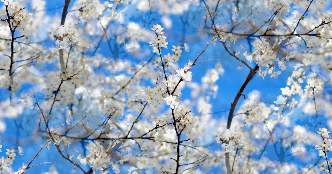 R. Kim Grady Send Flowers Sossoman Funeral Home