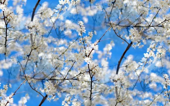 spring flowers